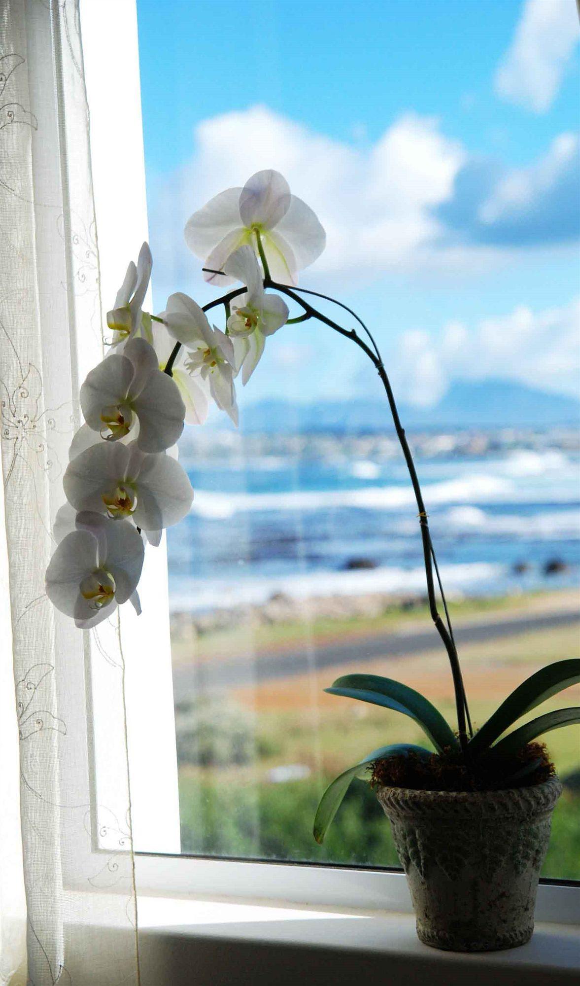 138 Marine Beachfront Guesthouse Hermanus Ngoại thất bức ảnh